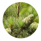 DwarfGiantFarm 100Pcs A Set Pinus kwangtungensis Chun ex Tsiang Seed Prodgf