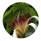 DwarfGiantFarm 100Pcs A Set Pachira aquatica  Seed  Prodgf