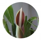DwarfGiantFarm 100Pcs A Set Philodendron scanaens Seed  Prodgf