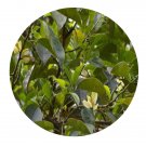 DwarfGiantFarm 100Pcs A Set Michelia chapensis Seed Prodgf