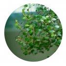 DwarfGiantFarm 100Pcs A Set Muehlenbeckia complexa Seed  Prodgf