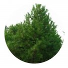 DwarfGiantFarm 100Pcs A Set Pinus bungeana Zucc Seed  Prodgf