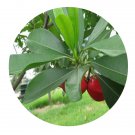 DwarfGiantFarm 100Pcs A Set Ochrosia coccinea Seed  Prodgf