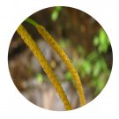 DwarfGiantFarm 100Pcs A Set Piperaceae nom. conserv. Seed  Prodgf