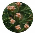 DwarfGiantFarm 100Pcs A Set Platycladus orientalis cv.sieboldii See  Prodgf