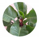 DwarfGiantFarm 100Pcs A Set Philodendron cv.Wendimbe Seed  Prodgf