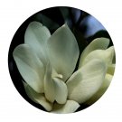 DwarfGiantFarm 100Pcs A Set Michelia platypetala Seed  Prodgf