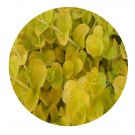 DwarfGiantFarm 100Pcs A Set Lysimachia nummularia Seed  Prodgf