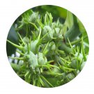 DwarfGiantFarm 100Pcs A Set Macaranga tanarius Seed Prodgf