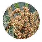 DwarfGiantFarm 100Pcs A Set llex franchetiana Loes Seed .jpg Prodgf