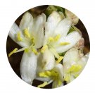 DwarfGiantFarm 100Pcs A Set Lonicera fragrantissima Paxt Seedd Prodgf