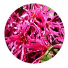 DwarfGiantFarm 100Pcs A Set Lorpetalum chindensevar.rubrum Seed Prodgf