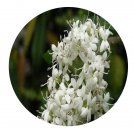 DwarfGiantFarm 100Pcs A Set Ligustrum sinense Seed Prodgf