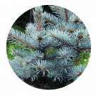DwarfGiantFarm 100Pcs A Set Picea pungens Seed Prodgf