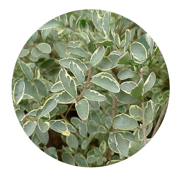DwarfGiantFarm 100Pcs A Set Ligustrum sinense Variegatum Seed Prodgf