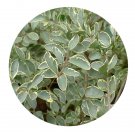 DwarfGiantFarm 100Pcs A Set Ligustrum sinense Variegatum Seed Prodgf