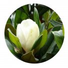 DwarfGiantFarm 100Pcs A Set Magnolia albosericea Seed  Prodgf