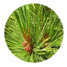 DwarfGiantFarm 100Pcs A Set Pinus pumila Seed  Prodgf
