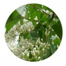 DwarfGiantFarm 100Pcs A Set Ligustrum lucidum Ait Seed  Prodgf