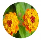 DwarfGiantFarm 100Pcs A Set Lantana camara Linn Seed   Prodgf