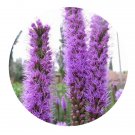 DwarfGiantFarm 100Pcs A Set Lavandula spica Seed    Prodgf