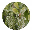 DwarfGiantFarm 100Pcs A Set Ligustrum quihoui Carr Seed   Prodgf