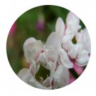 DwarfGiantFarm 100Pcs A Set Leptospermum scoparium Seed   Prodgf