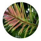 DwarfGiantFarm 100Pcs A Set Keteleeria pubescens Seed   Prodgf