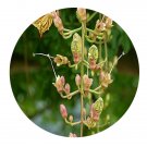 DwarfGiantFarm 100Pcs A Set Kigelia africana Benth Seed   Prodgf