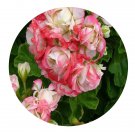DwarfGiantFarm 100Pcs A Set Appleblossom Rosebud Pelargonium Hortorum Flower Seed Prodgf