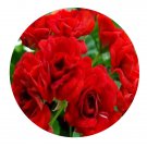 DwarfGiantFarm 100Pcs A Set Diemierii Schauml Pelargonium Hortorum Flower Seed Prodgf