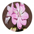 DwarfGiantFarm 100Pcs A Set Emma Hossler Pelargonium Hortorum Flower Seed Prodgf