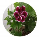 DwarfGiantFarm 100Pcs A Set Elegance imperial Pelargonium Hortorum Flower Seed Prodgf