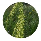 DwarfGiantFarm 200Pcs A Set Aconitum barbatum Pers.var.puberulum Seed Prodgf
