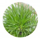 DwarfGiantFarm 200Pcs A Set Acorus gramineus Soland pusillus Seed  Prodgf