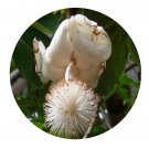 DwarfGiantFarm 200Pcs A Set Adansonia digitata Seed  Prodgf