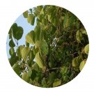 DwarfGiantFarm 200Pcs A Set Actinidia chinensis Planch Seed  Prodgf
