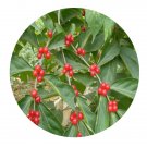 DwarfGiantFarm 200Pcs A Set Adenanthera microsperma Seed  Prodgf