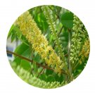 DwarfGiantFarm 200Pcs A Set Adenantherapavonlna Seed  Prodgf