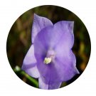 DwarfGiantFarm 200Pcs A Set Adenophora stricta Seed   Prodgf