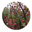 DwarfGiantFarm 200Pcs A Set Malus baccata Seed  Prodgf