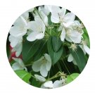 DwarfGiantFarm 200Pcs A Set Malus rockii Seed   Prodgf