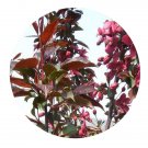 DwarfGiantFarm 200Pcs A Set Malus royalty Seed   Prodgf