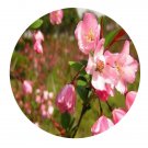DwarfGiantFarm 200Pcs A Set Malus jewelberry Seed   Prodgf