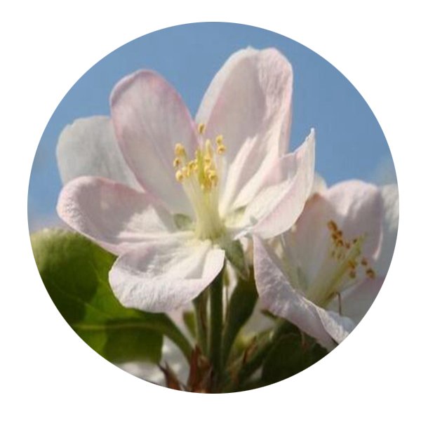 DwarfGiantFarm 200Pcs A Set Malus asiatica Seed Prodgf