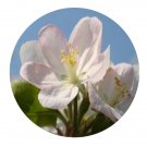 DwarfGiantFarm 200Pcs A Set Malus asiatica Seed Prodgf