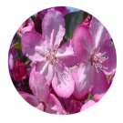 DwarfGiantFarm 200Pcs A Set Malus pink spires Seed Prodgf