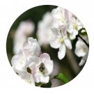 DwarfGiantFarm 200Pcs A Set Malus prunifolia Seed Prodgf