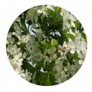 DwarfGiantFarm 200Pcs A Set Malus sieboldii Seed Prodgf