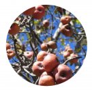 DwarfGiantFarm 200Pcs A Set Malus sieversii Seed   Prodgf